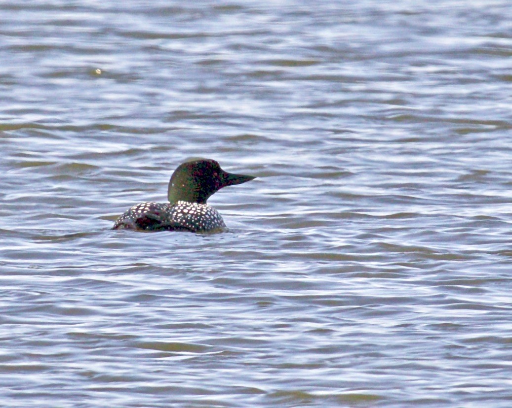 Common Loon - Jack & Holly Bartholmai