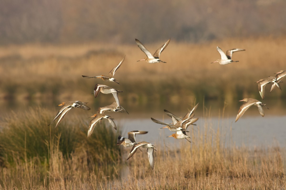 Black-tailed Godwit - ML550689131