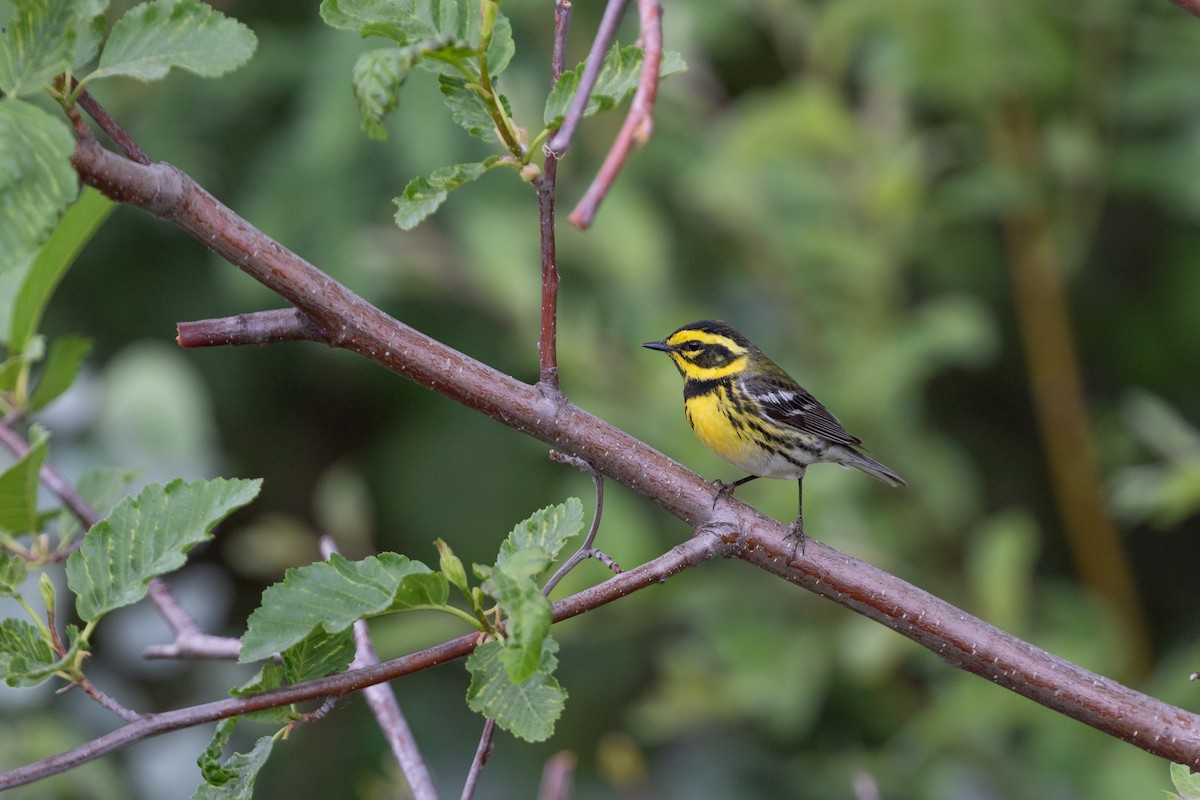 Townsend's Warbler - Cory Gregory