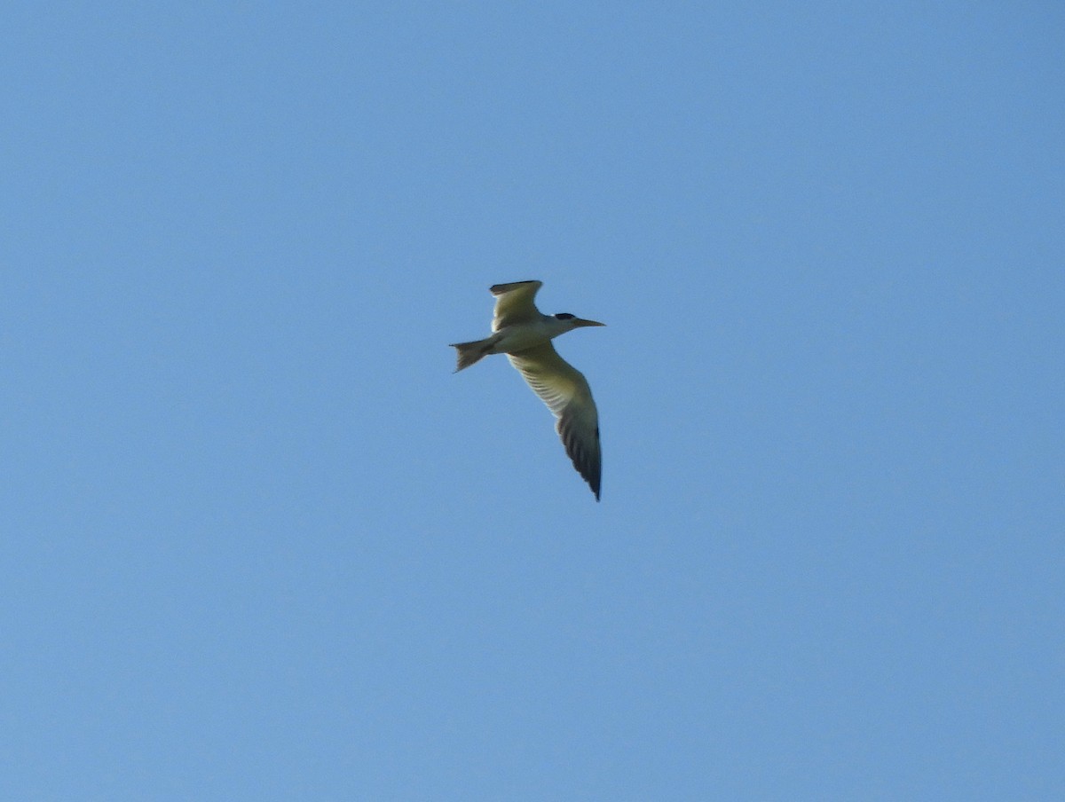 Large-billed Tern - ML550690981