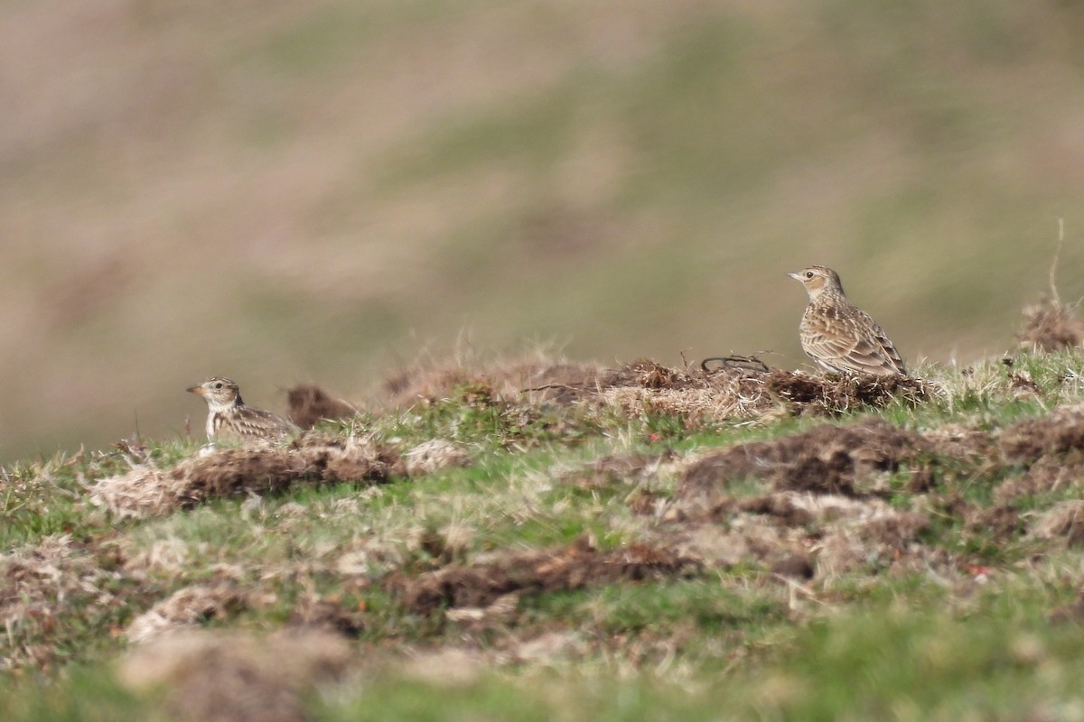 Eurasian Skylark - ML550691341