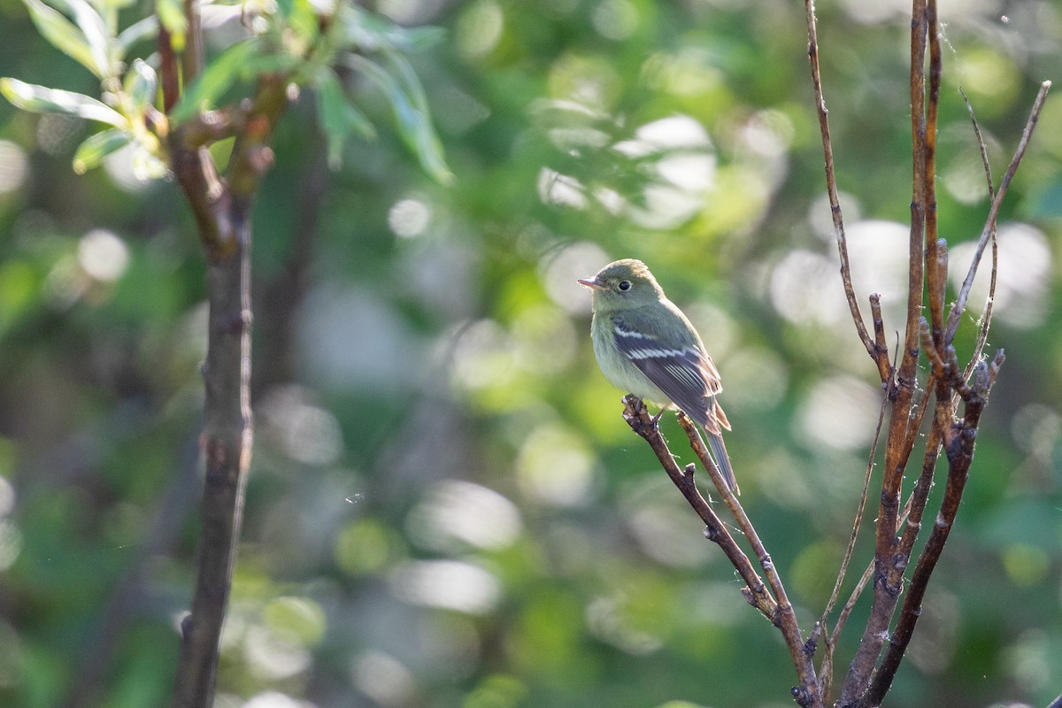 Yellow-bellied Flycatcher - ML550691561