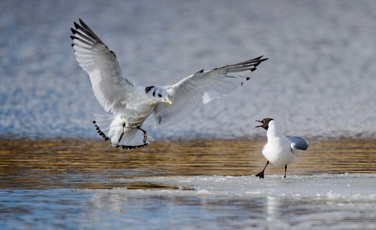 Black-legged Kittiwake - ML550692601