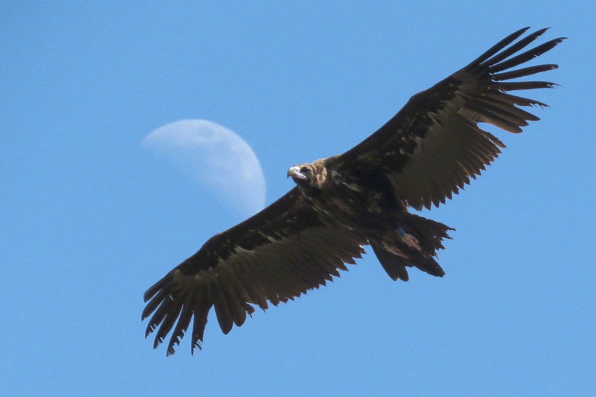 Cinereous Vulture - Juan Carlos Milán