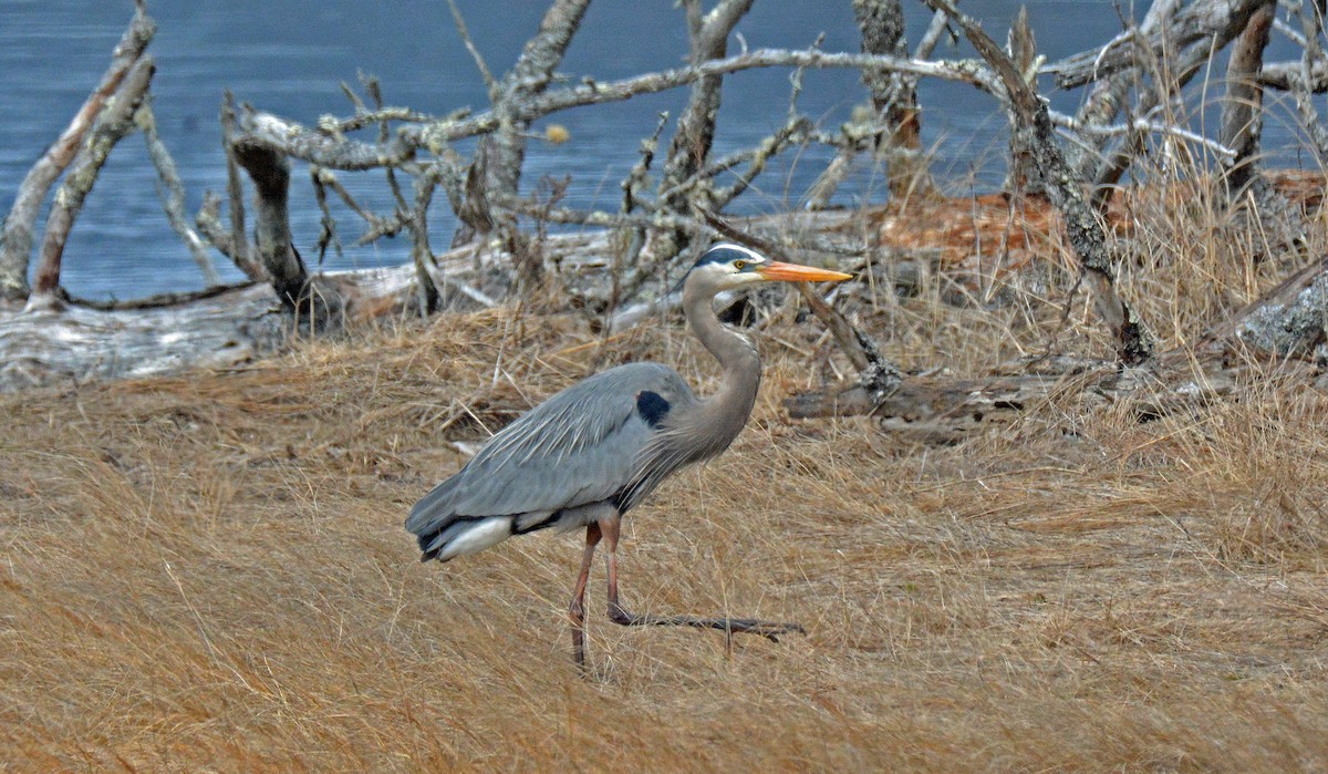 Great Blue Heron (Great Blue) - ML550694061