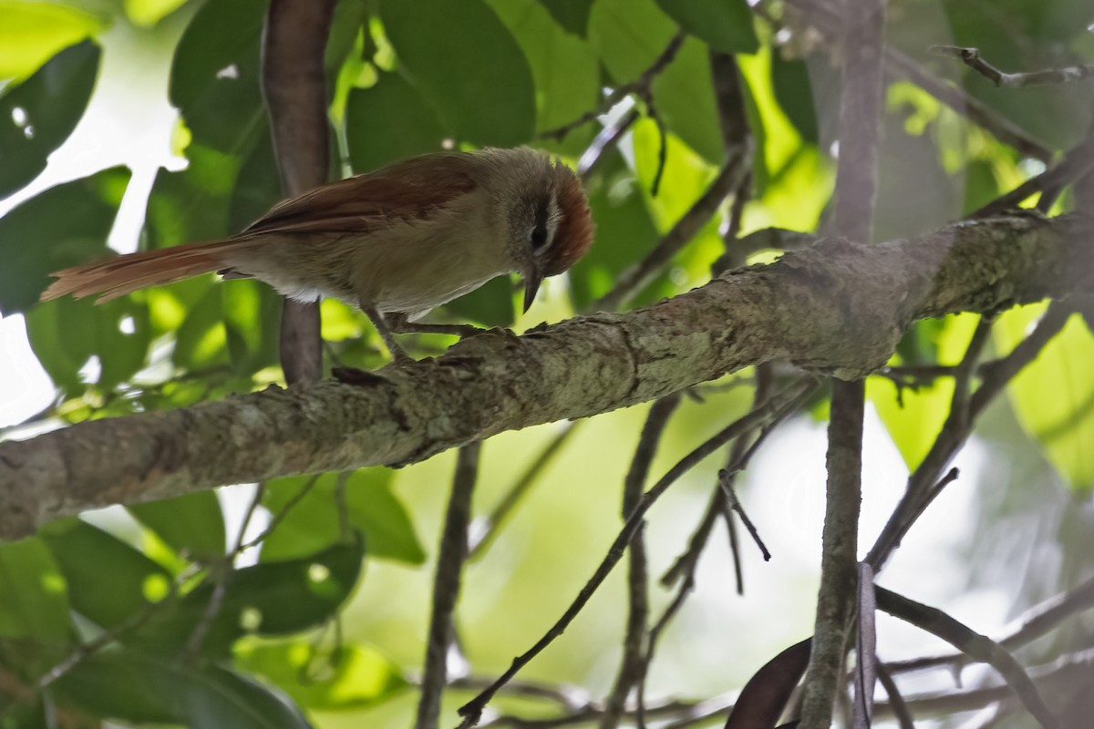 Pallid Spinetail - ML550694221