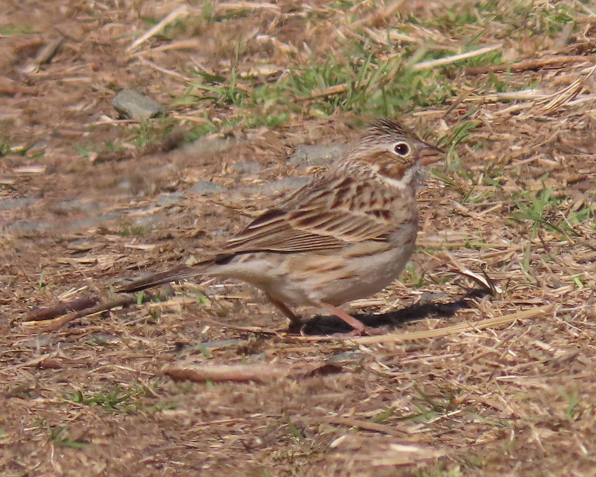 Vesper Sparrow - ML550698501