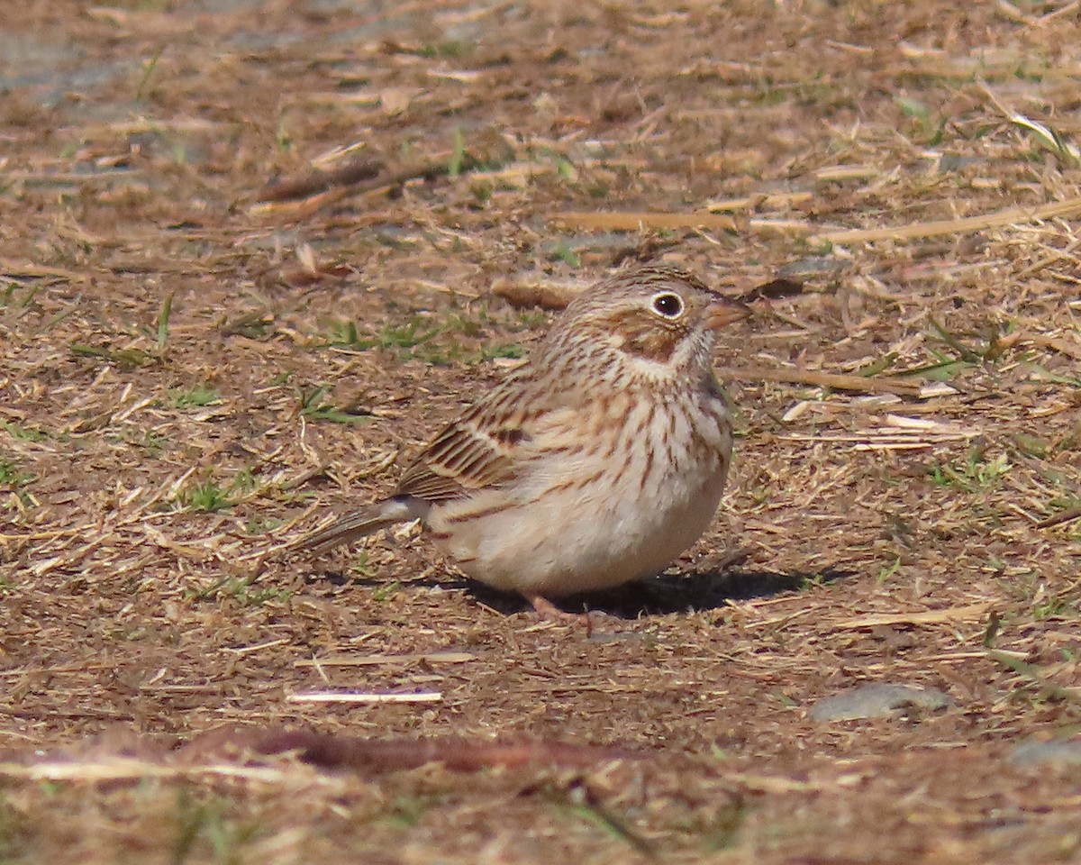 Vesper Sparrow - ML550698511