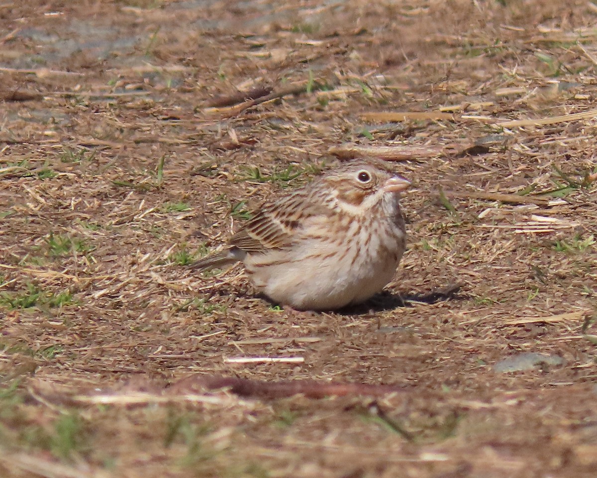 Vesper Sparrow - ML550698521