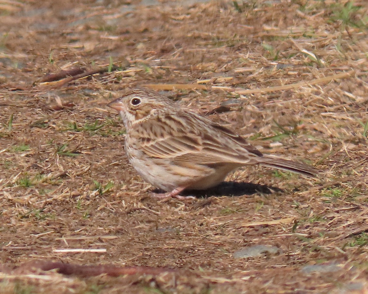 Vesper Sparrow - ML550698641