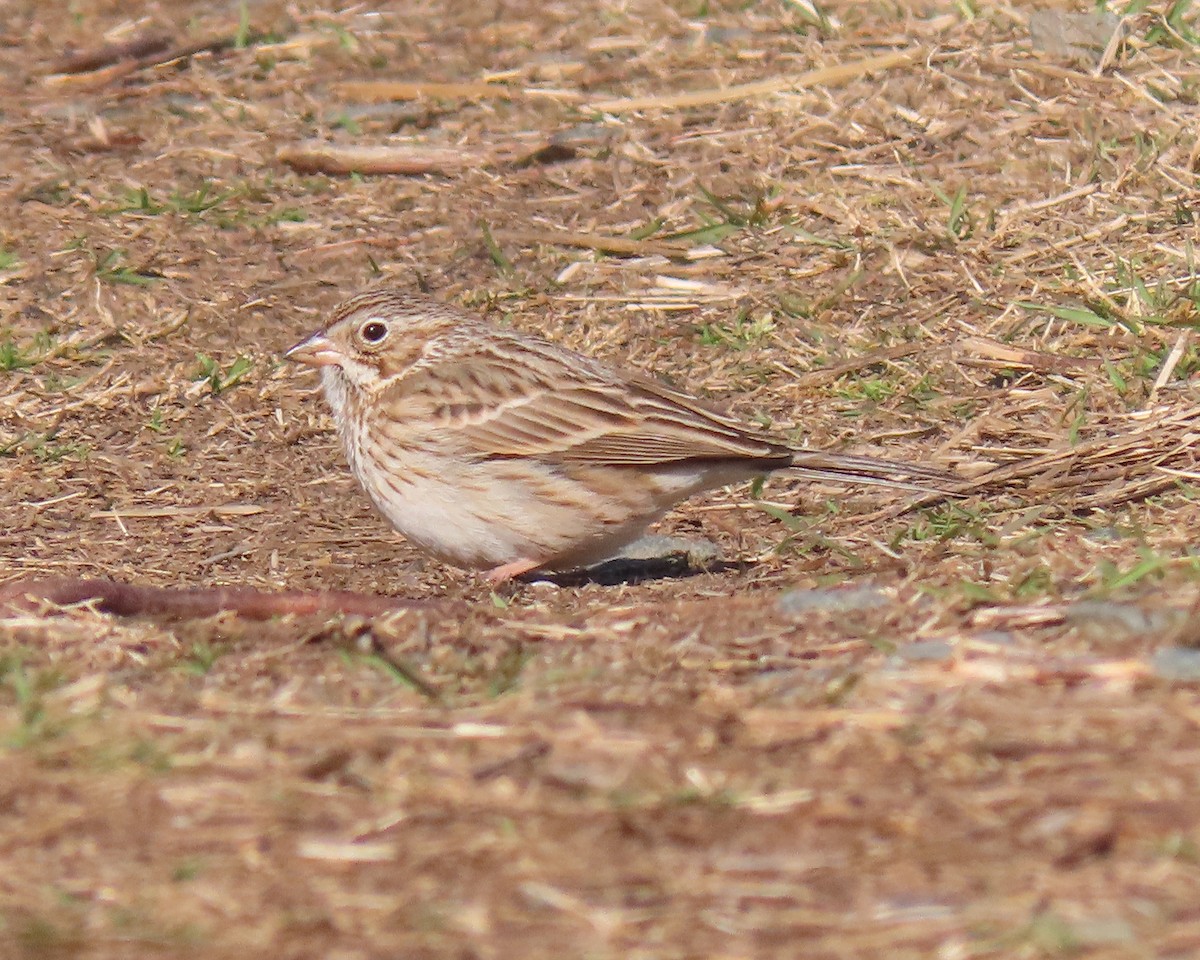 Vesper Sparrow - ML550698651