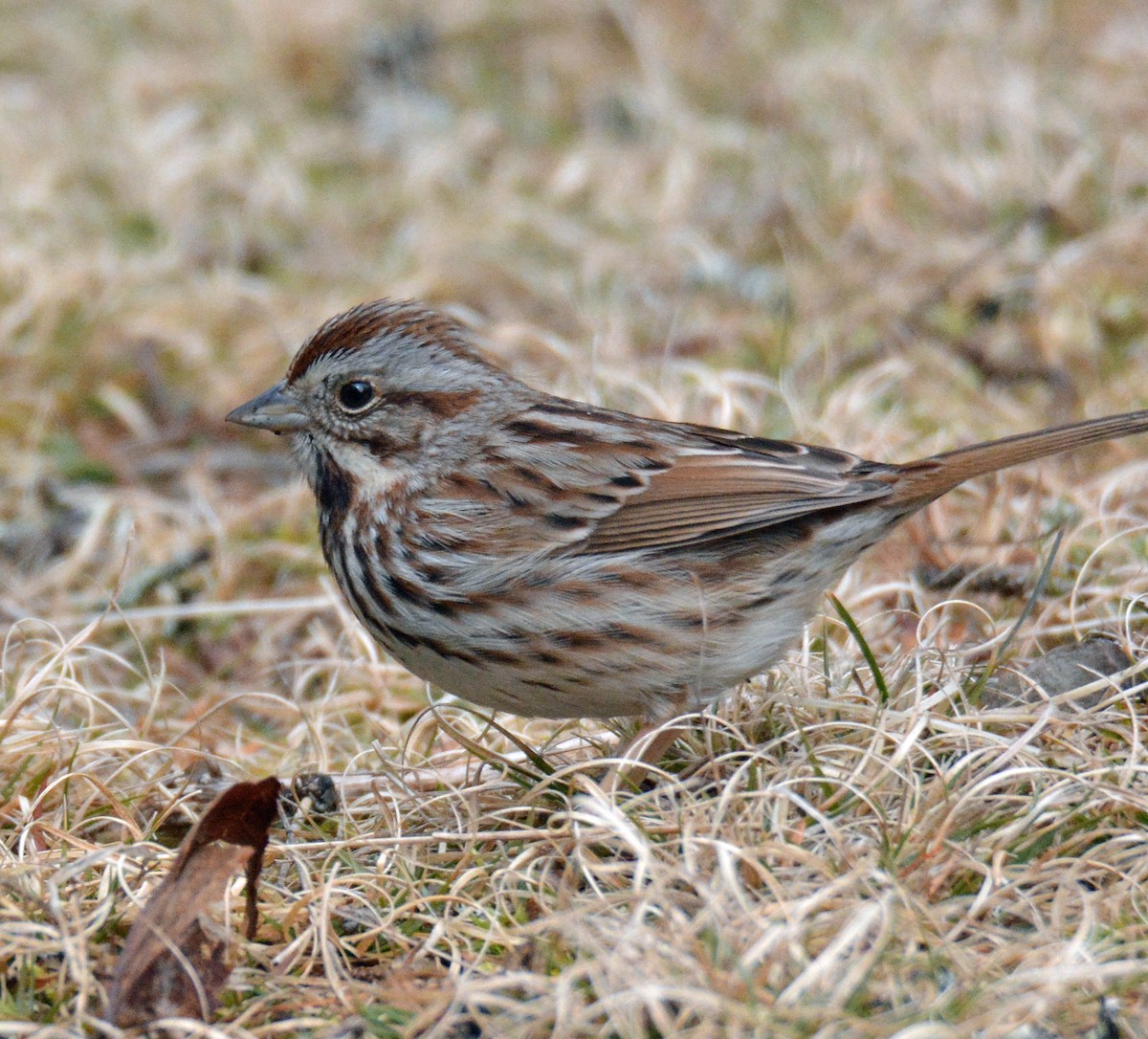 Song Sparrow - ML550699021