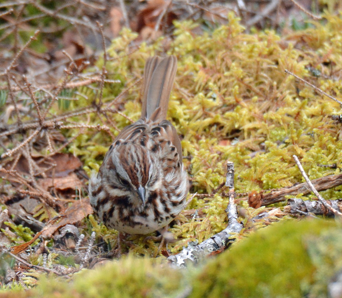 Song Sparrow - ML550699031