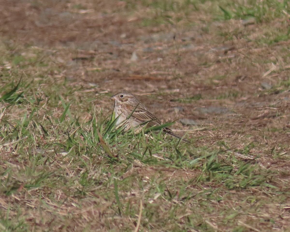 Vesper Sparrow - ML550699611
