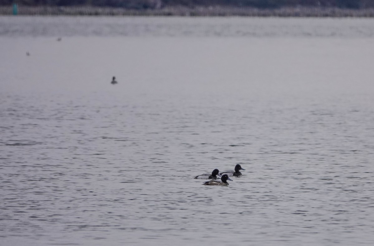 Lesser Scaup - ML550700021