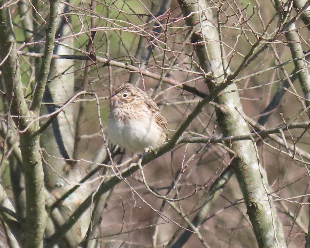 Vesper Sparrow - ML550700171
