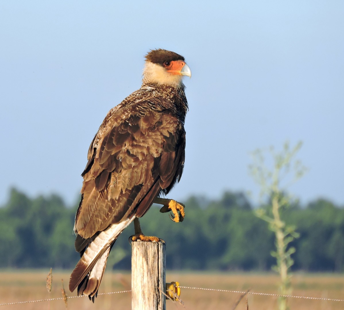 Crested Caracara (Southern) - ML55070061