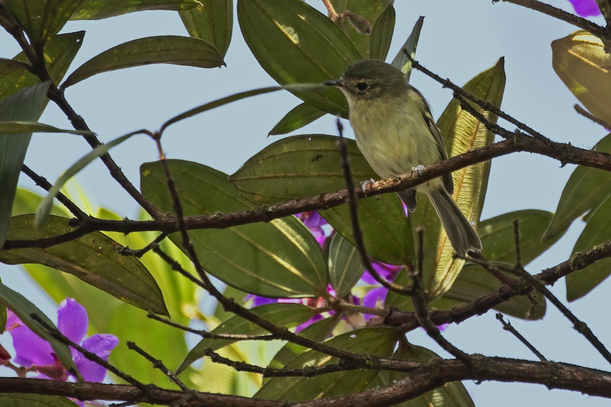 Bahia Tyrannulet - ML550700751