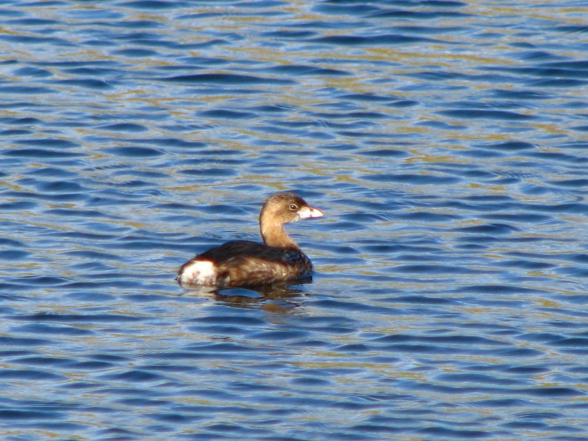 Pied-billed Grebe - ML550701281