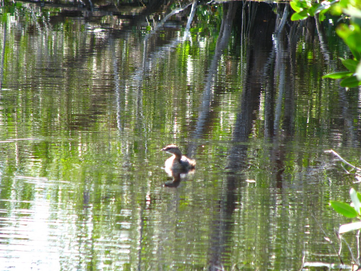 Pied-billed Grebe - ML550701301