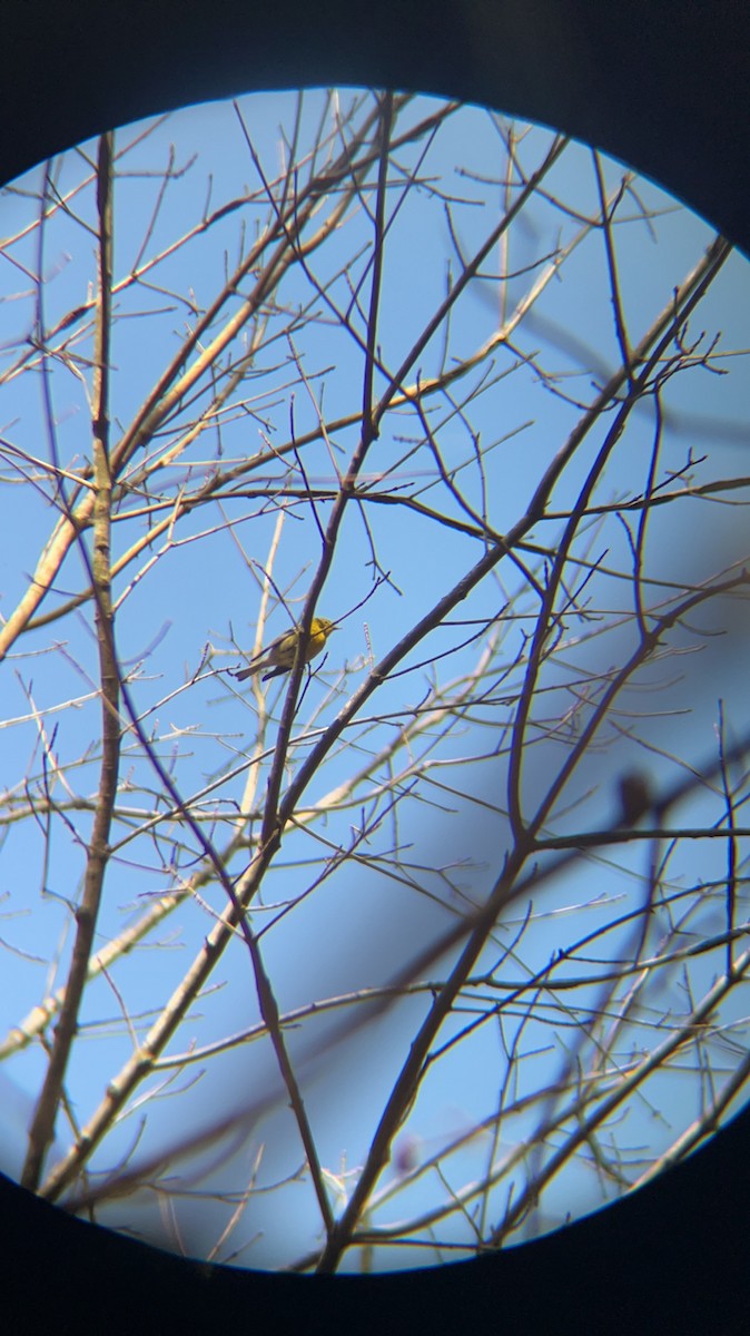 Pine Warbler - Edward Oehlman