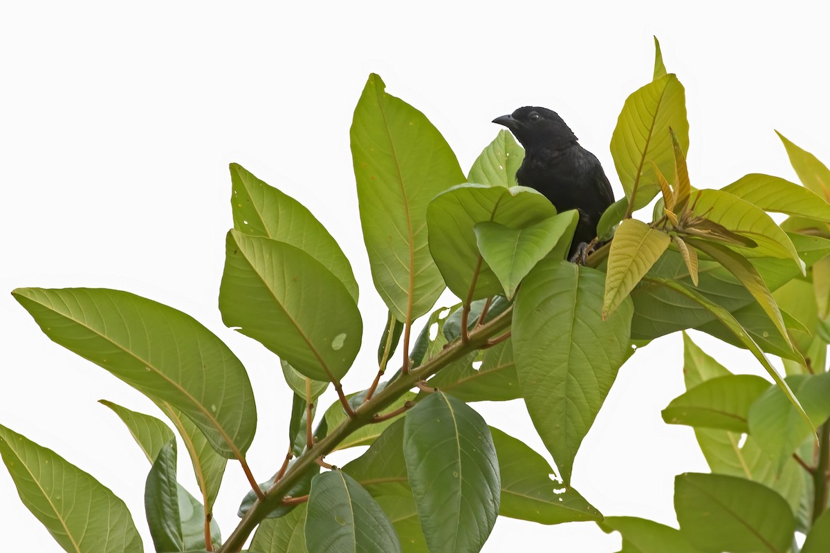 Scarlet-throated Tanager - Leonildo Piovesan