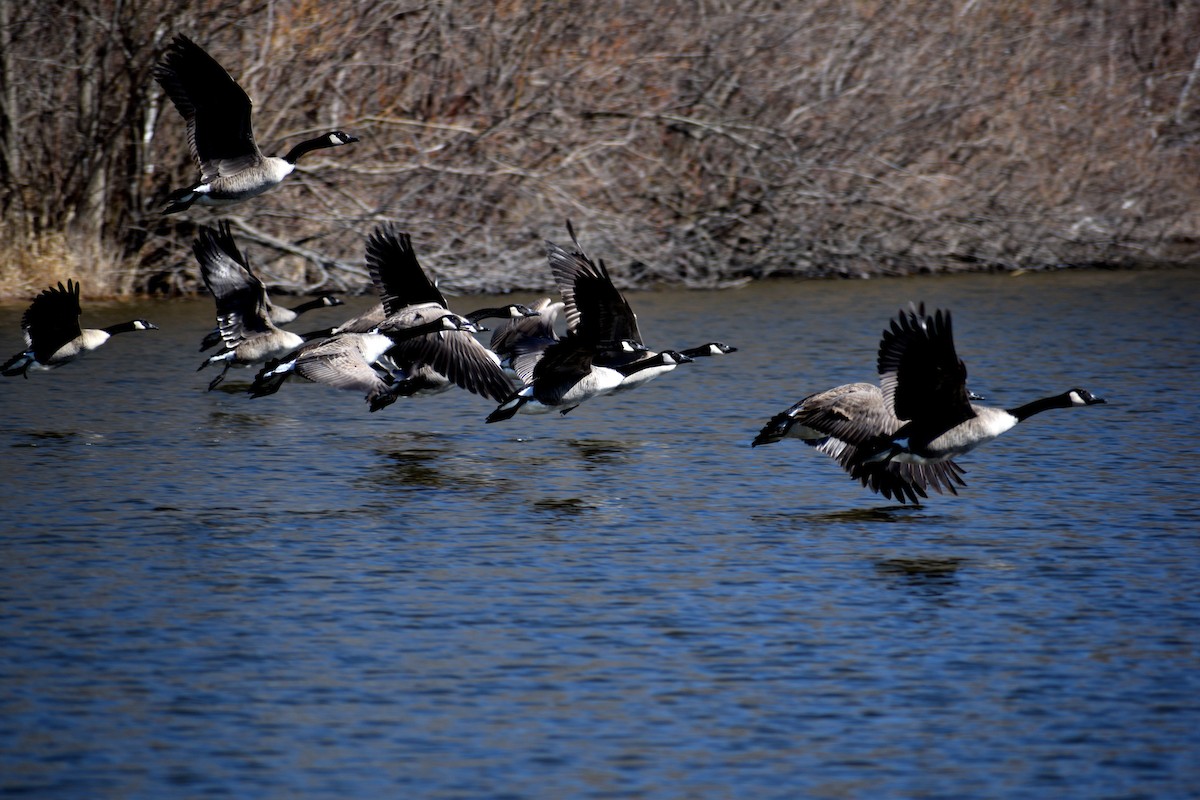 Canada Goose - ML550702811