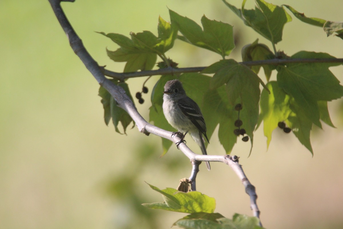 Hammond's Flycatcher - ML550703981