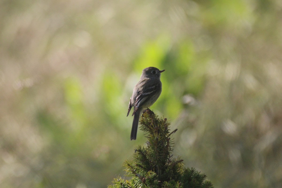 Hammond's Flycatcher - Jim Roberts