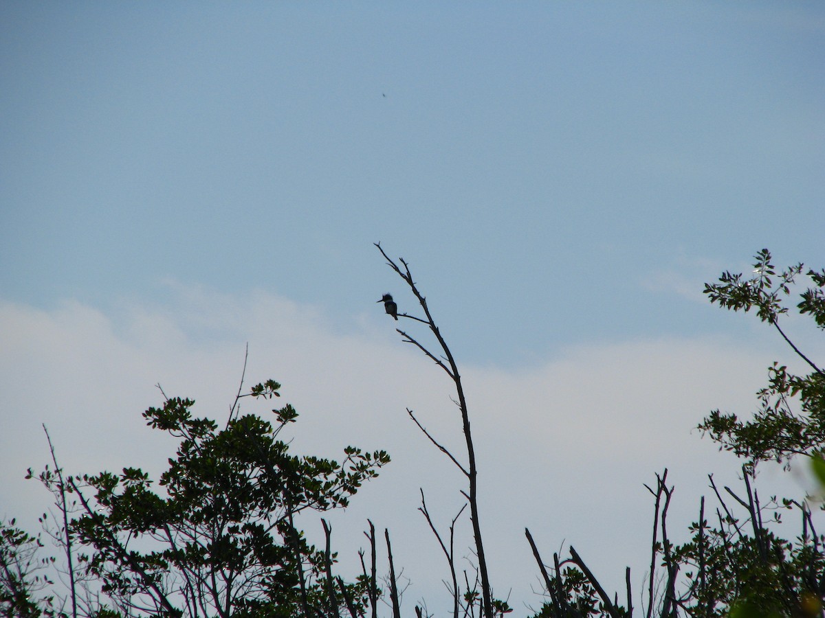 Belted Kingfisher - ML550705691