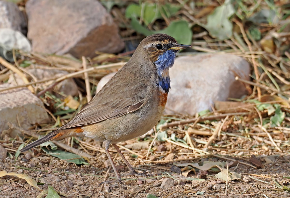 Bluethroat - Roger Ahlman