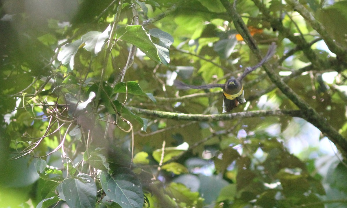 Collared Trogon (Orange-bellied) - Sean Fitzgerald