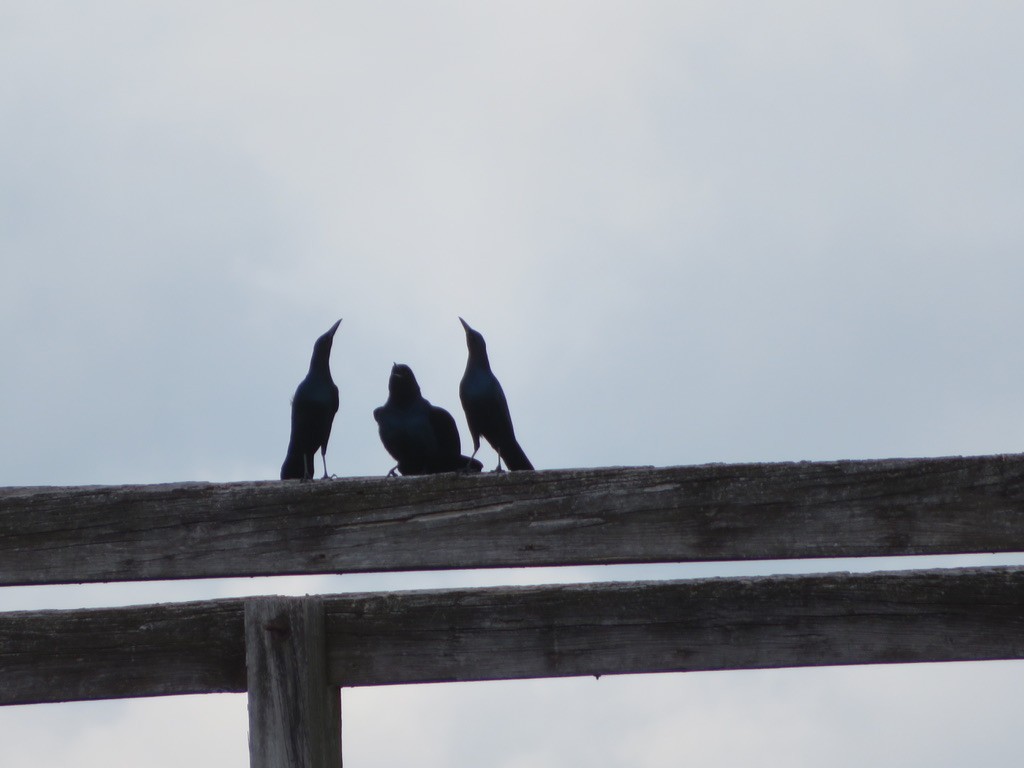 Boat-tailed Grackle - ML550708321