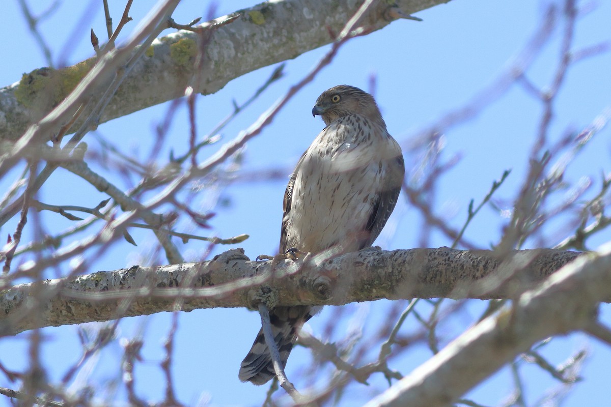 Cooper's Hawk - ML550708421