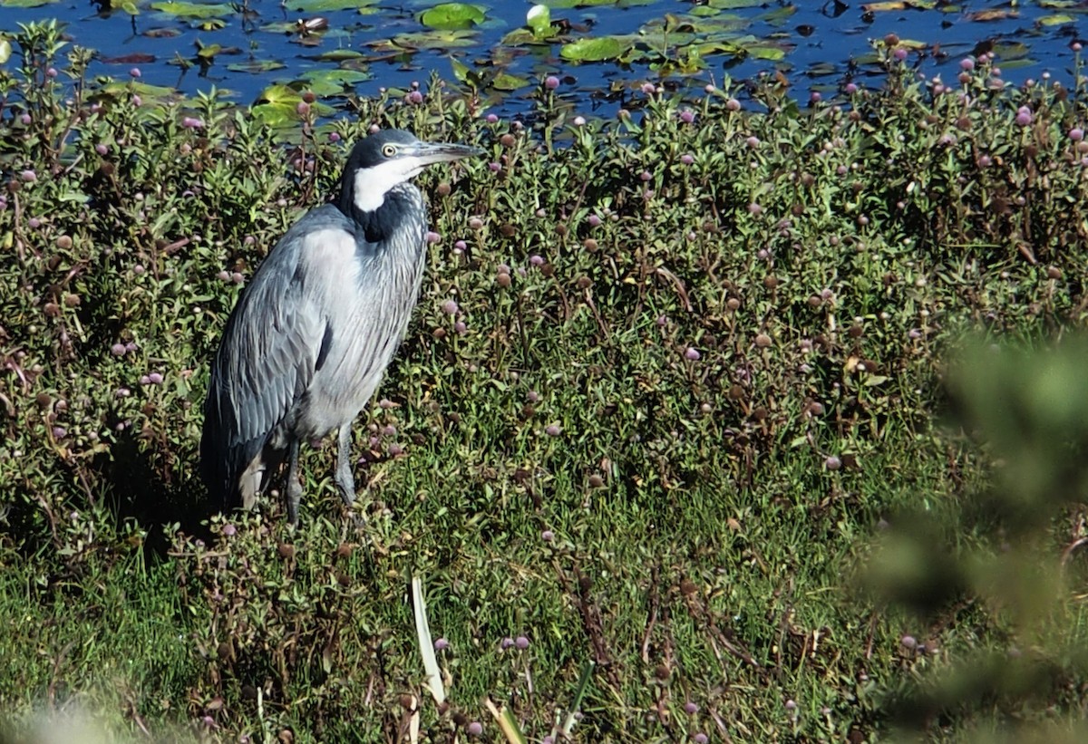 Black-headed Heron - ML550709141