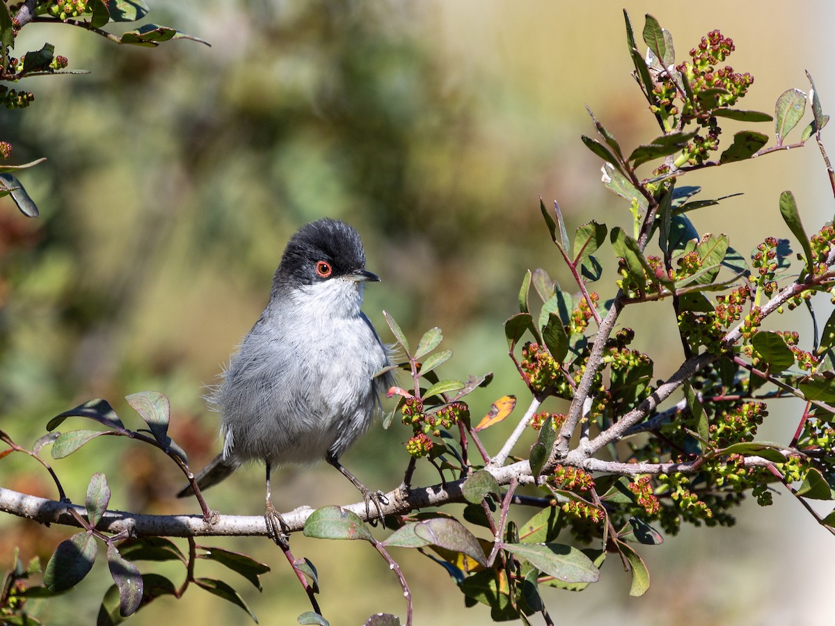 Sardinian Warbler - ML550709721