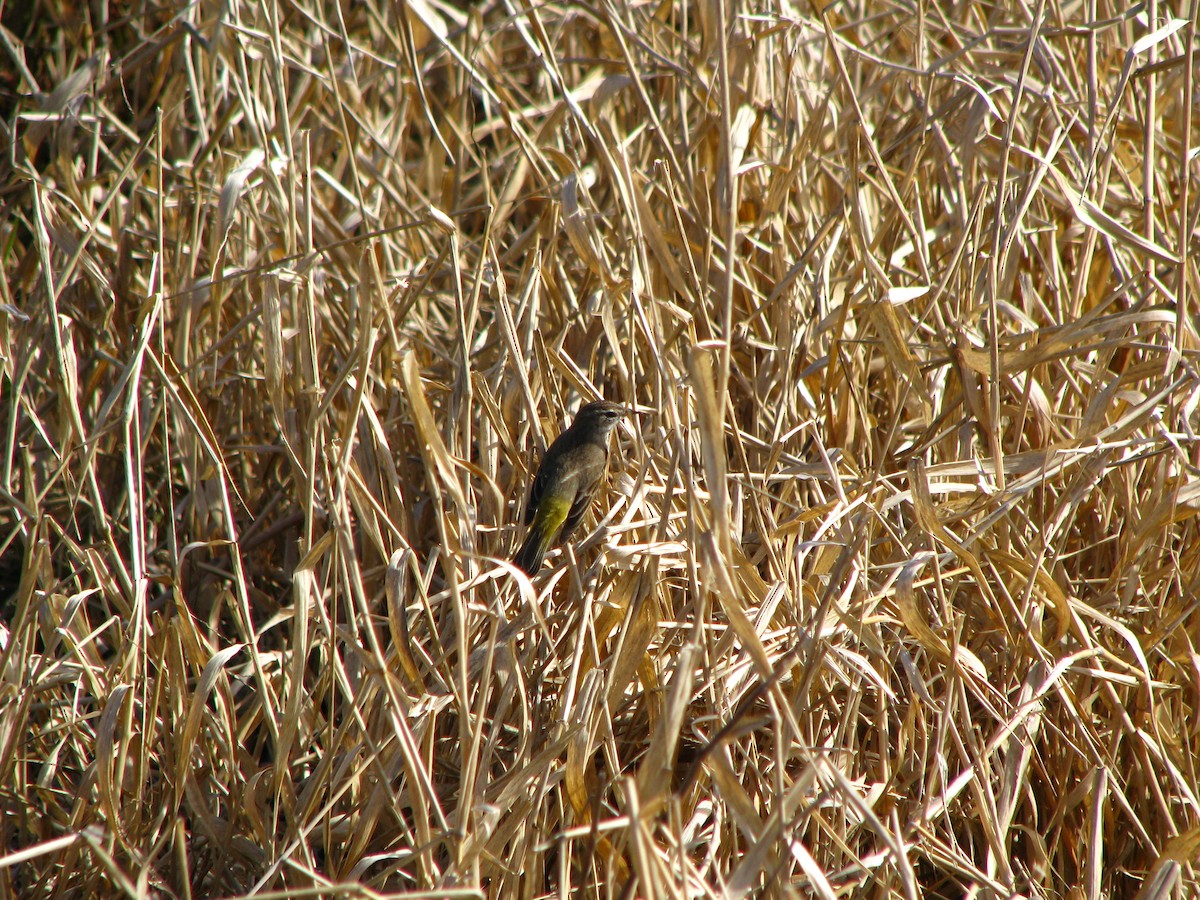 Palm Warbler - ML550712761