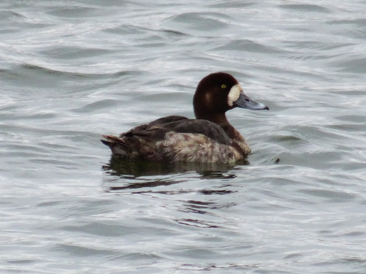 Greater Scaup - ML550713031