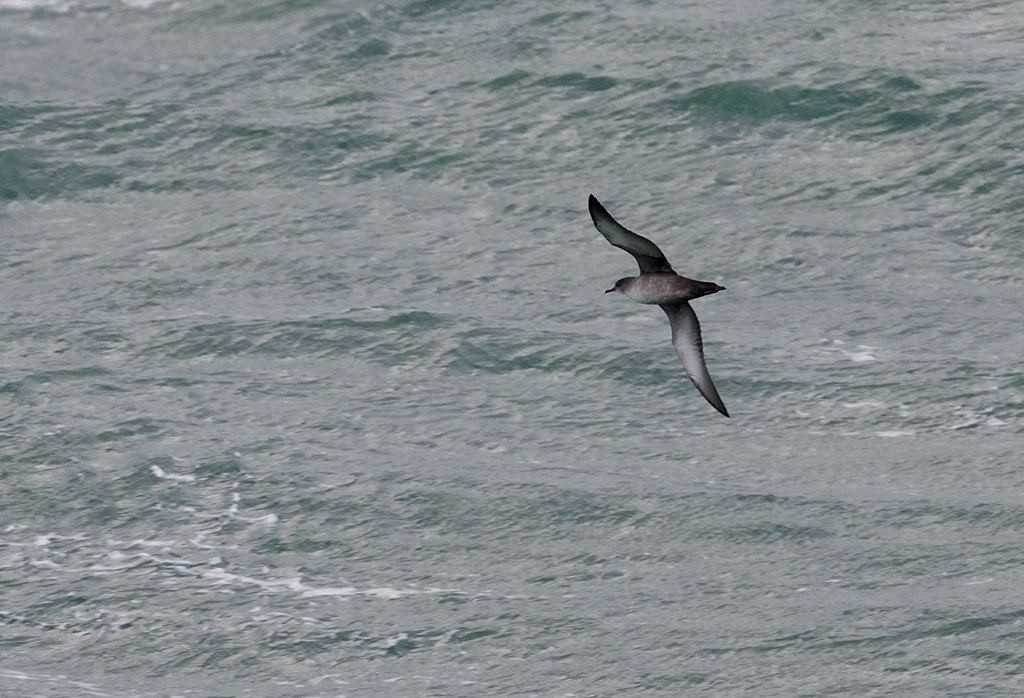 Puffin des Baléares - ML550713331