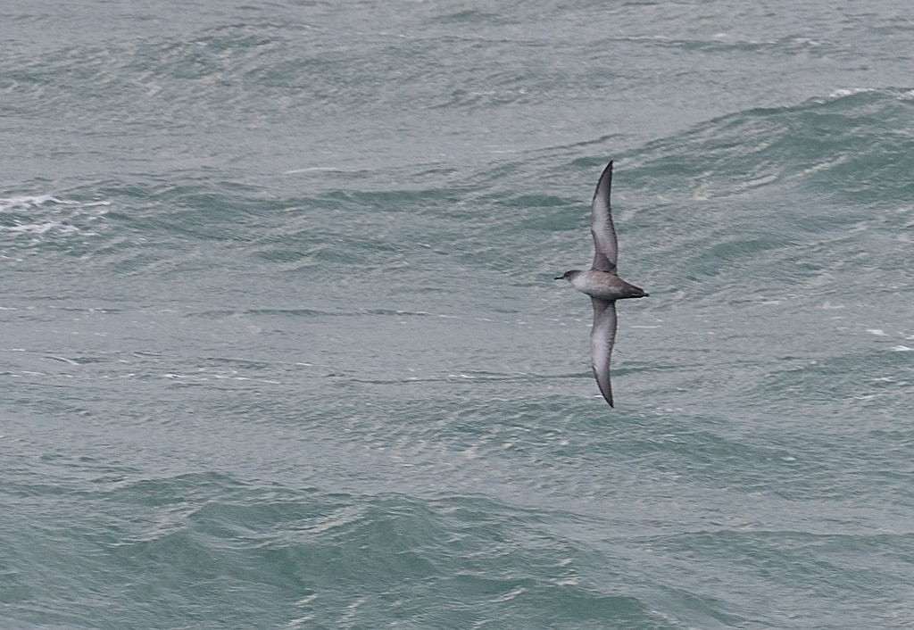 Balearic Shearwater - ML550713341