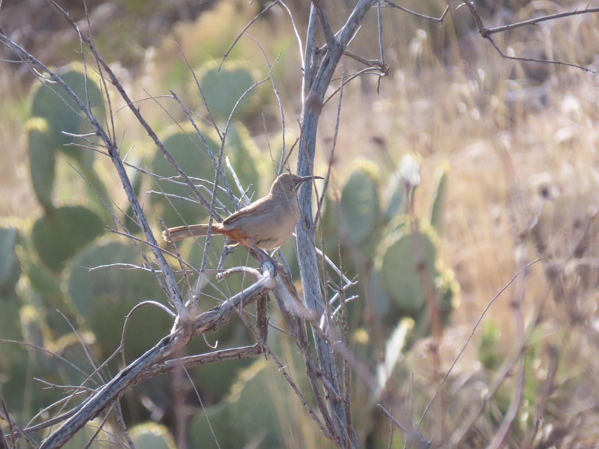 Crissal Thrasher - ML550713551