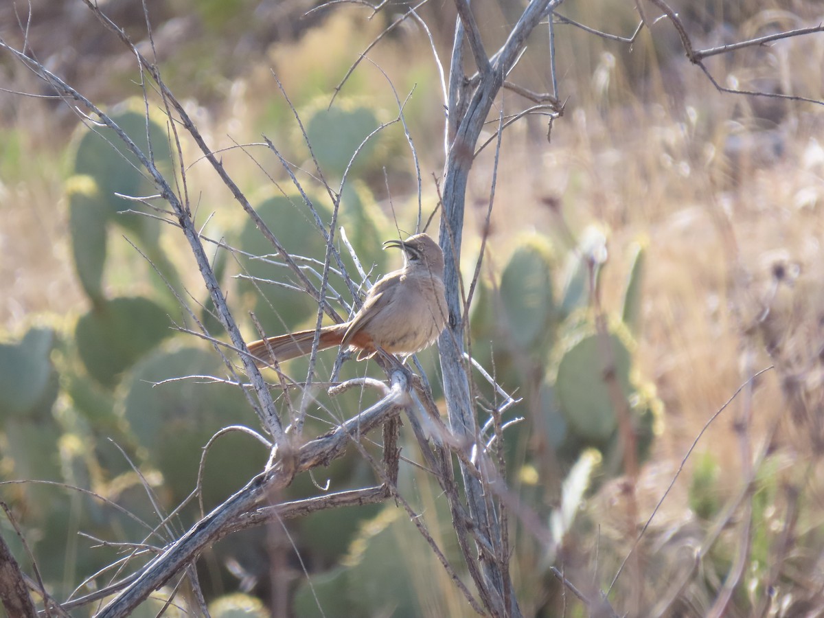 Crissal Thrasher - ML550713571