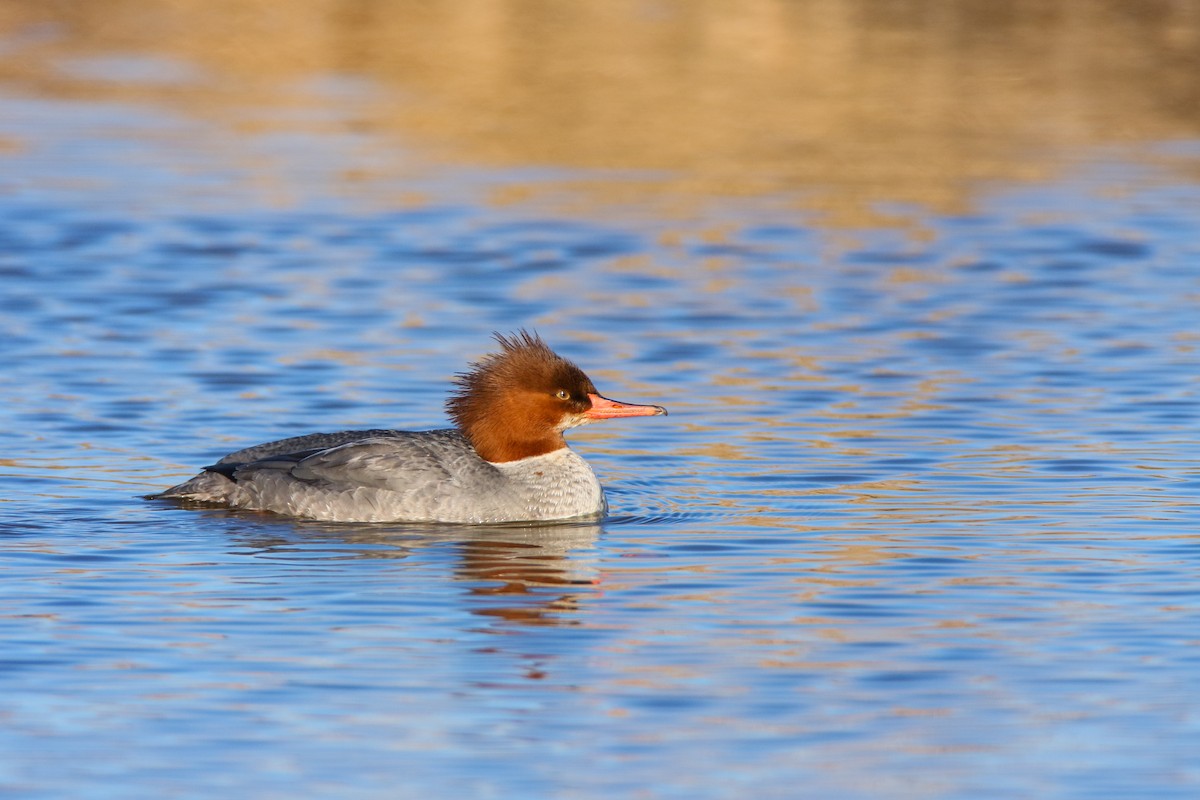 Common Merganser - Scott Carpenter