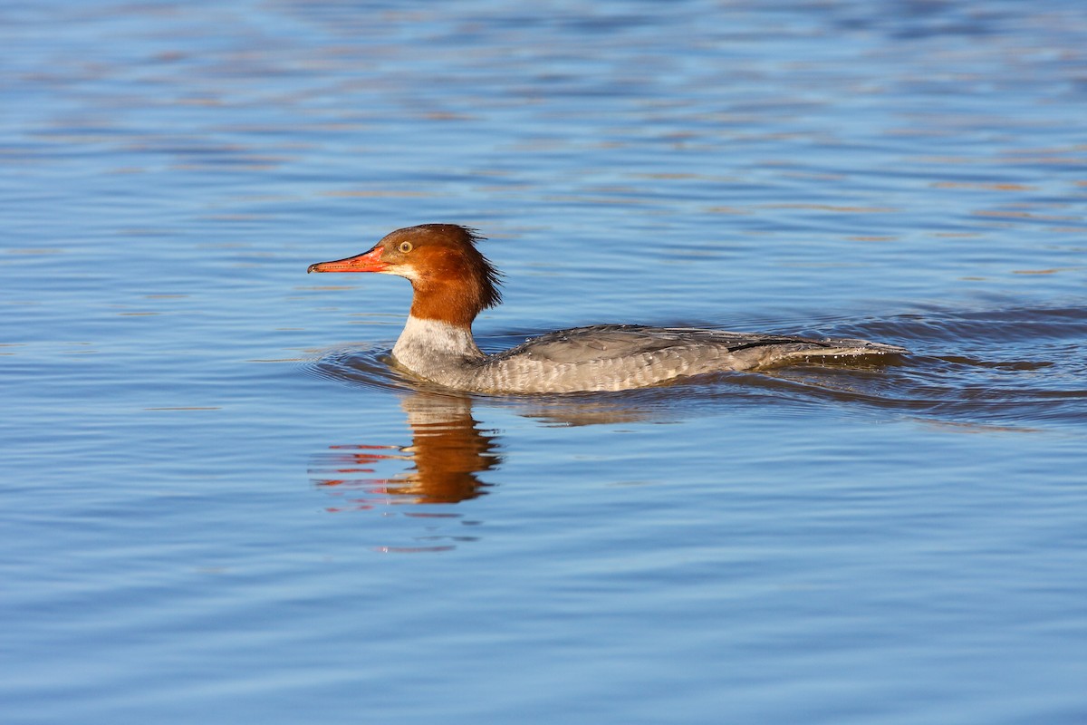 Common Merganser - ML550714361