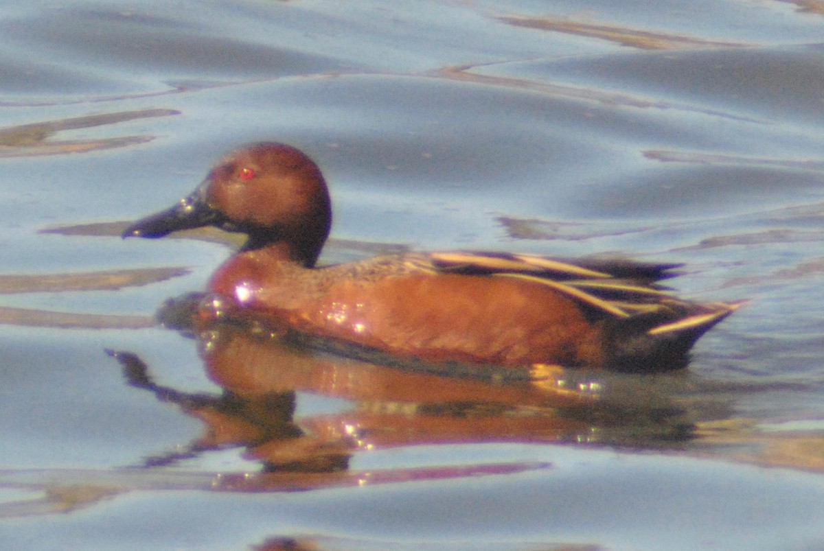 Cinnamon Teal - Sean Cozart