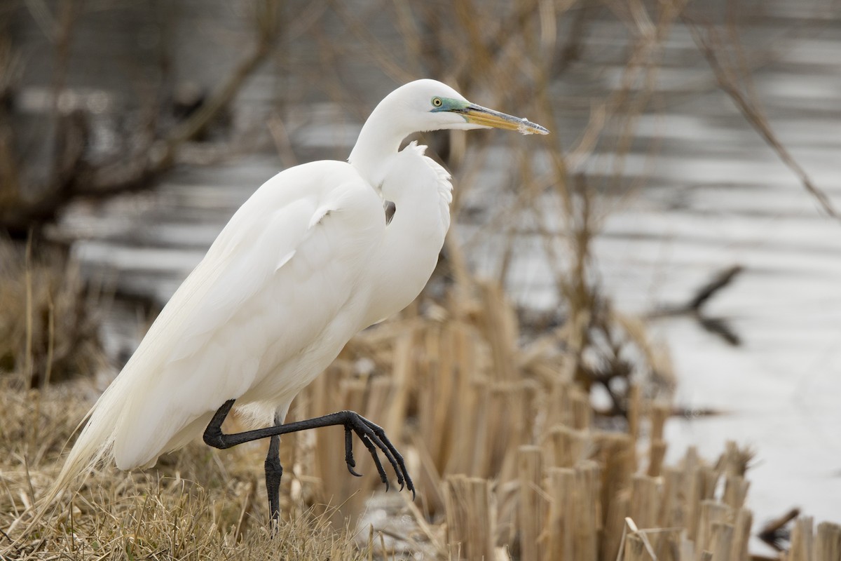 Great Egret - Michael Bowen