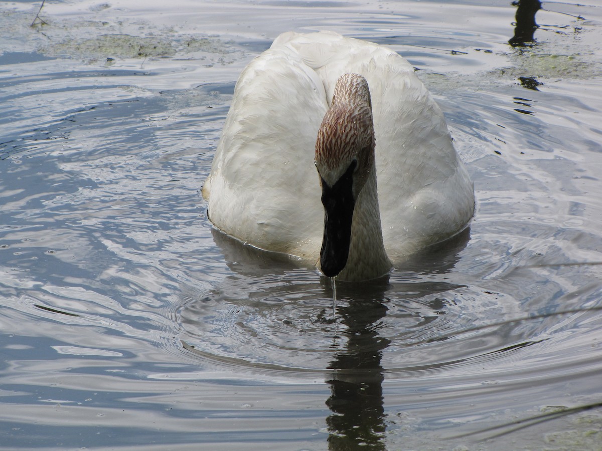 Trumpeter Swan - ML55071521