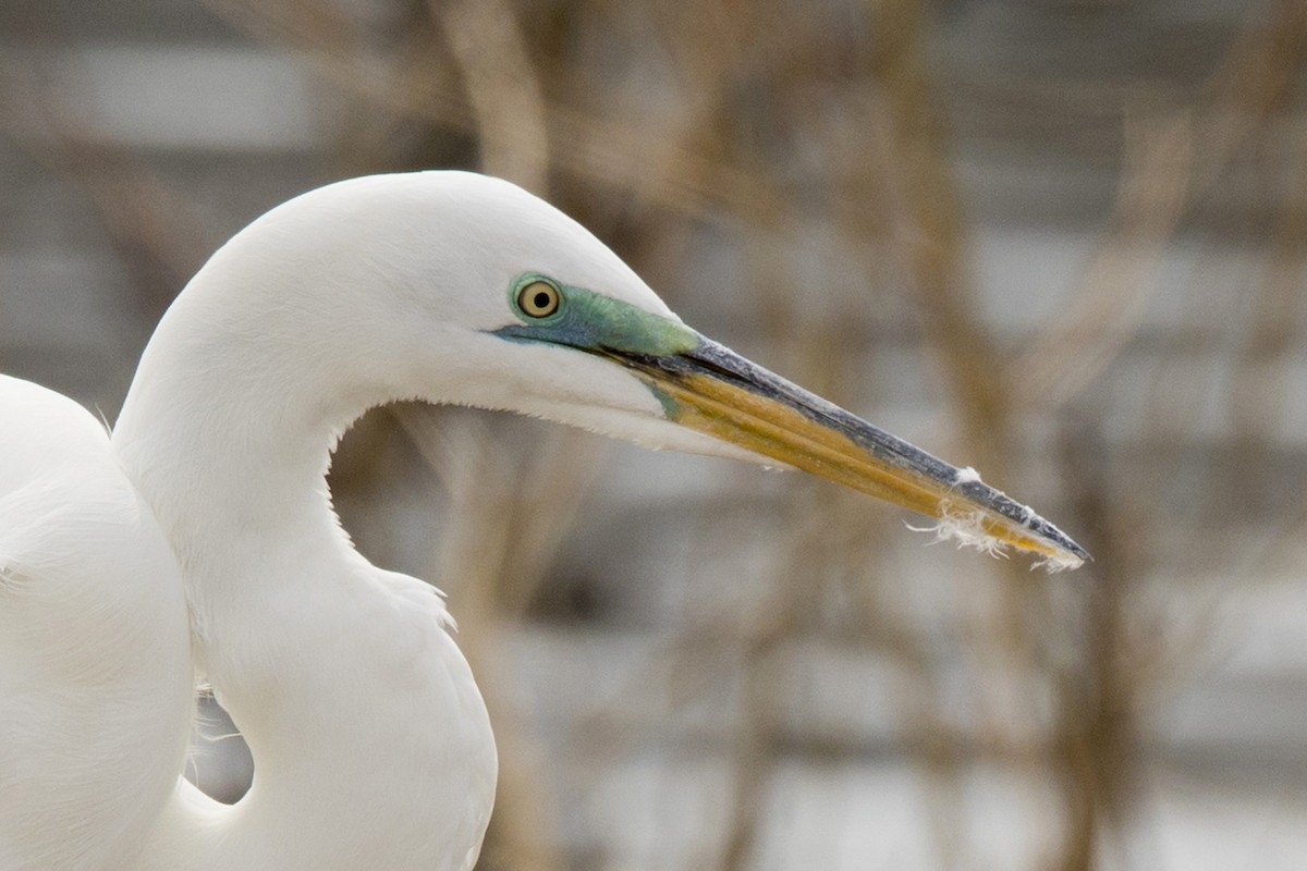 Great Egret - Michael Bowen