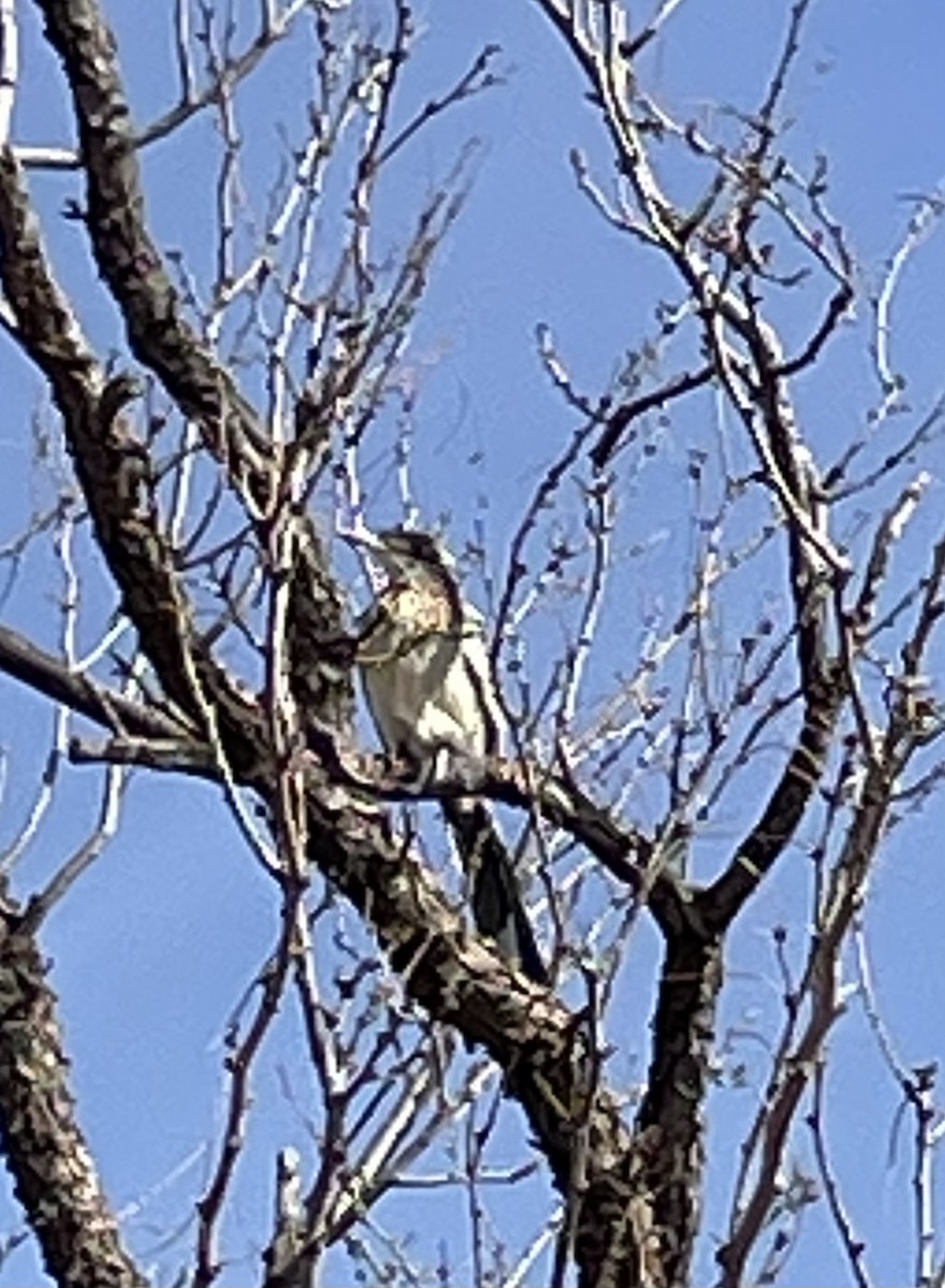 Greater Roadrunner - ML550716241