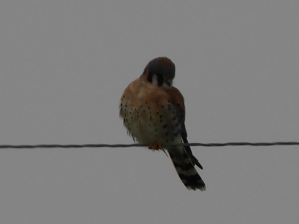 American Kestrel - ML550716391